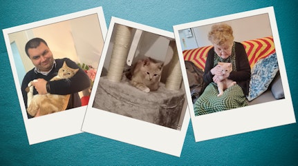 Newsletter Ollie the cat 1